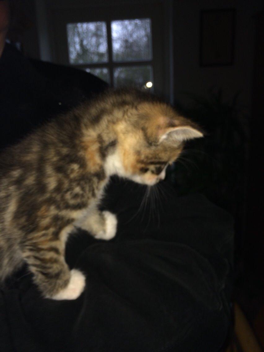 Huskat Pjok billede 5