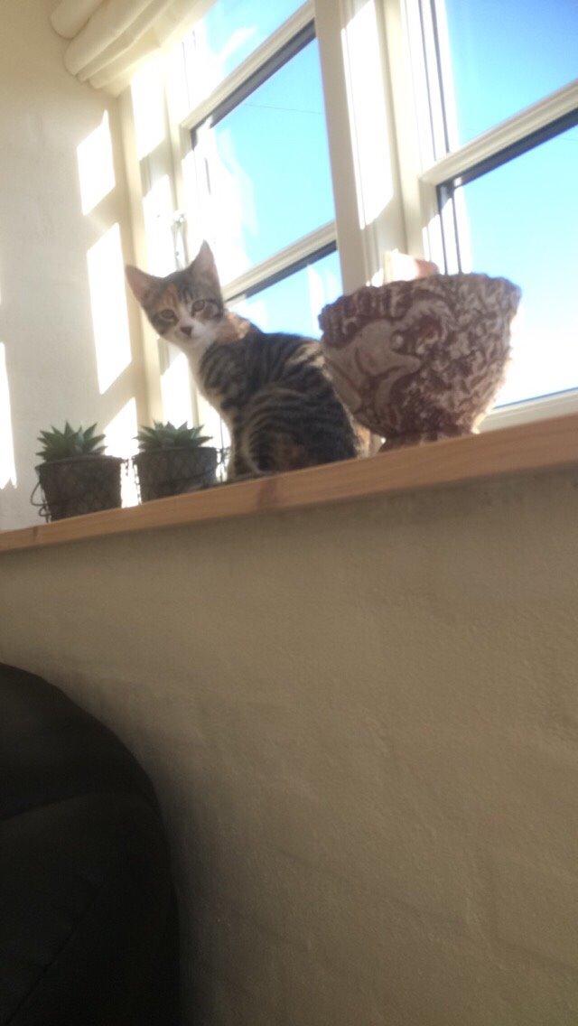 Huskat Pjok billede 6