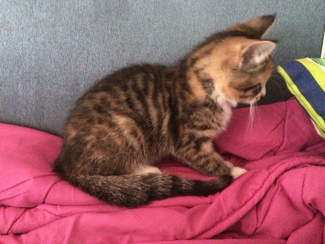 Huskat Pjok billede 2