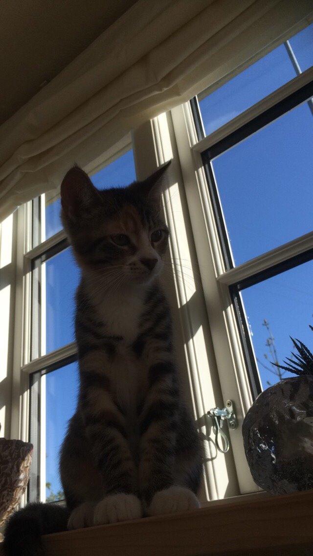 Huskat Pjok billede 7