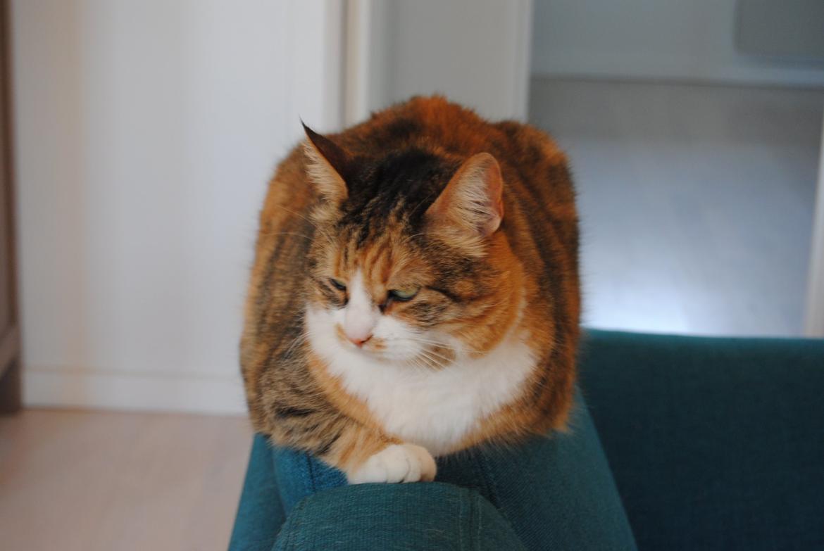 Huskat Molly billede 1