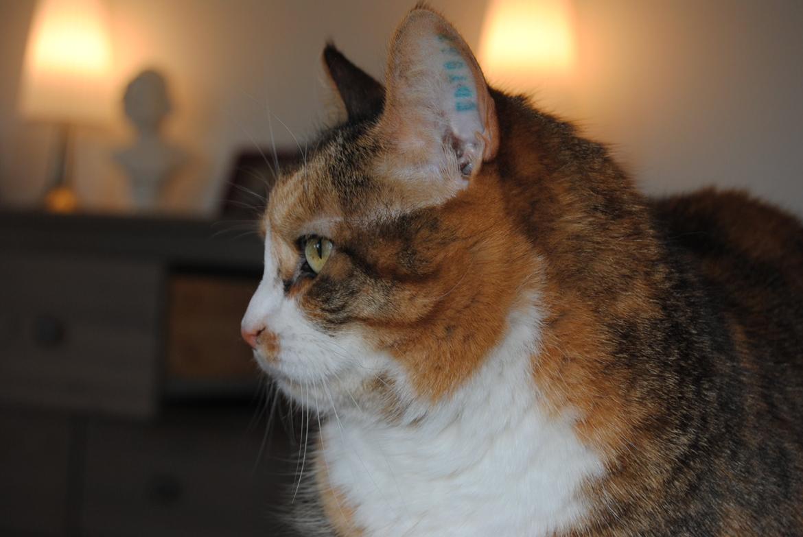 Huskat Molly billede 3