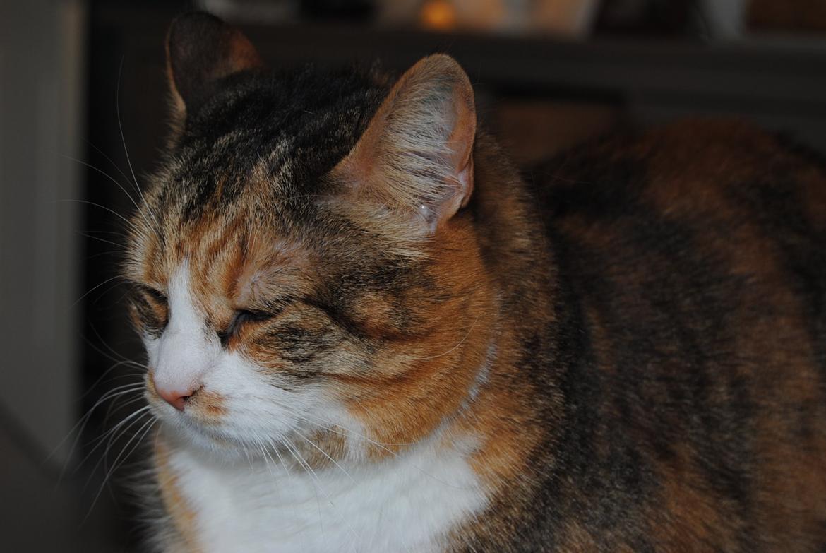 Huskat Molly billede 2