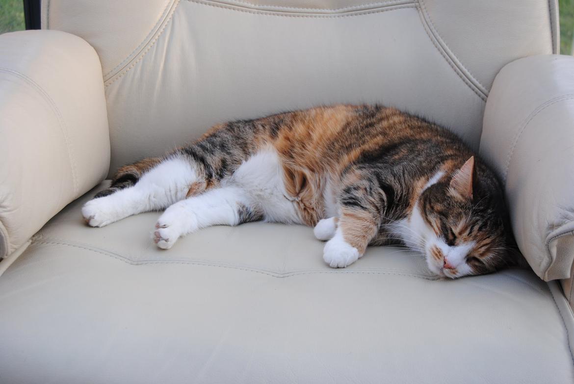 Huskat Molly billede 5