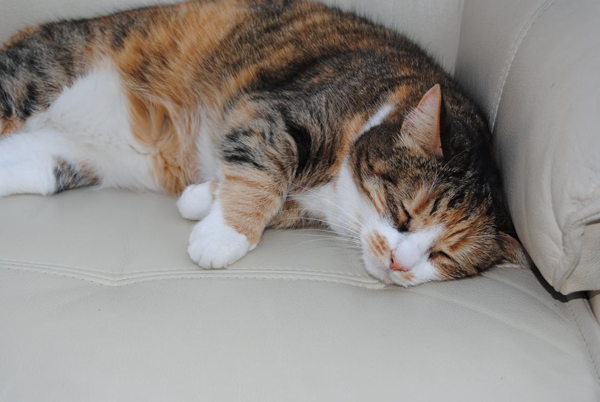 Huskat Molly billede 6