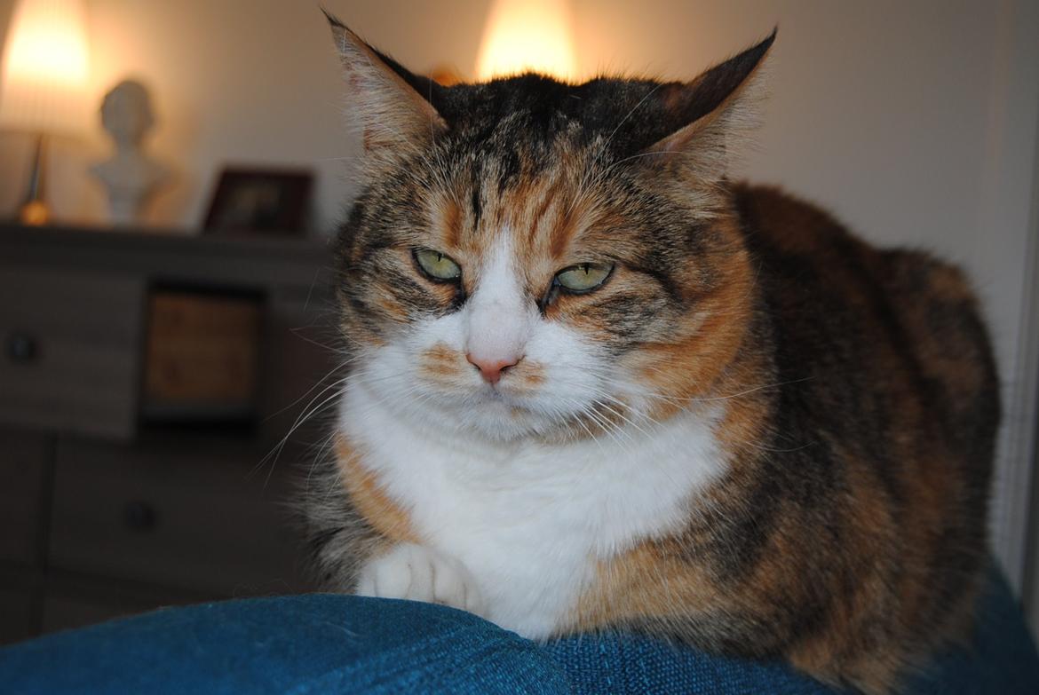 Huskat Molly billede 4