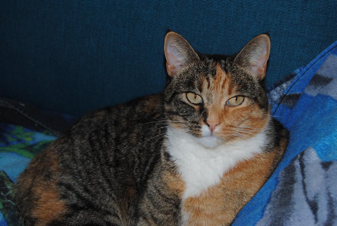 Huskat Tiger billede 1