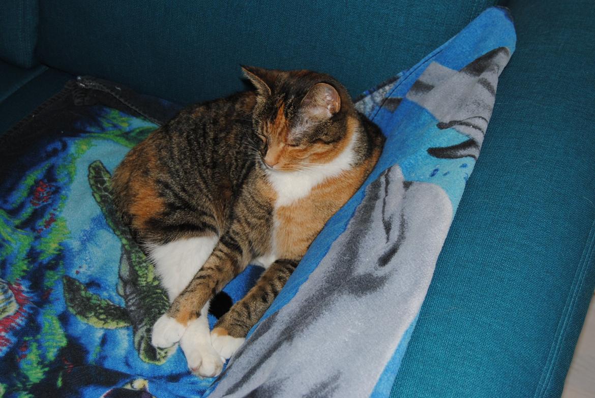 Huskat Tiger billede 3