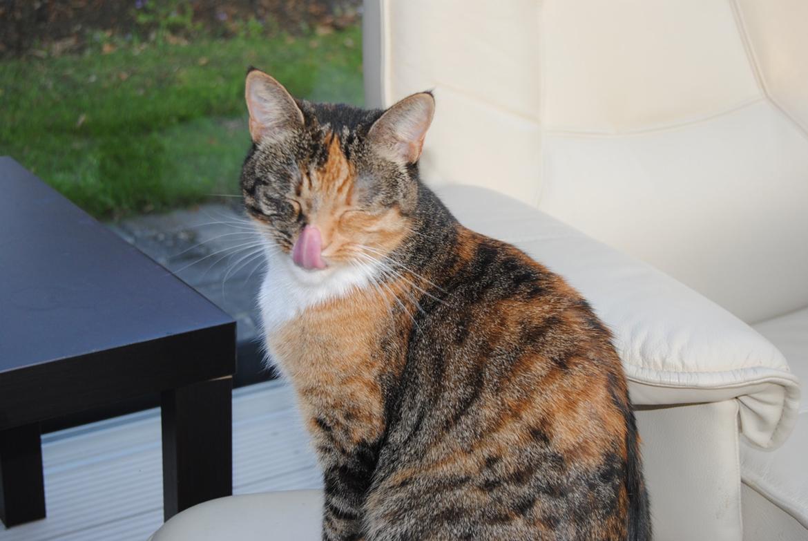 Huskat Tiger billede 4