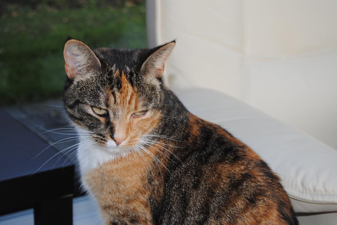 Huskat Tiger billede 5