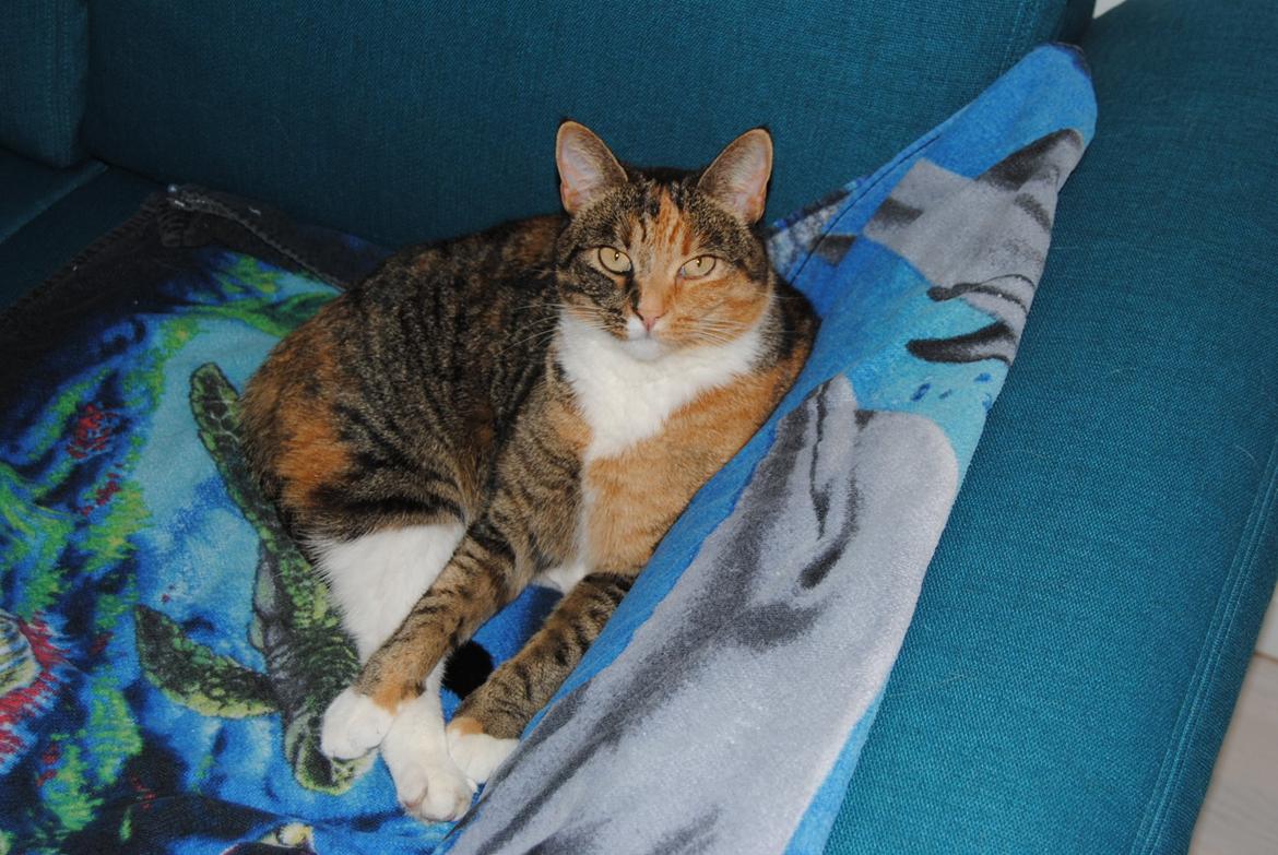 Huskat Tiger billede 2