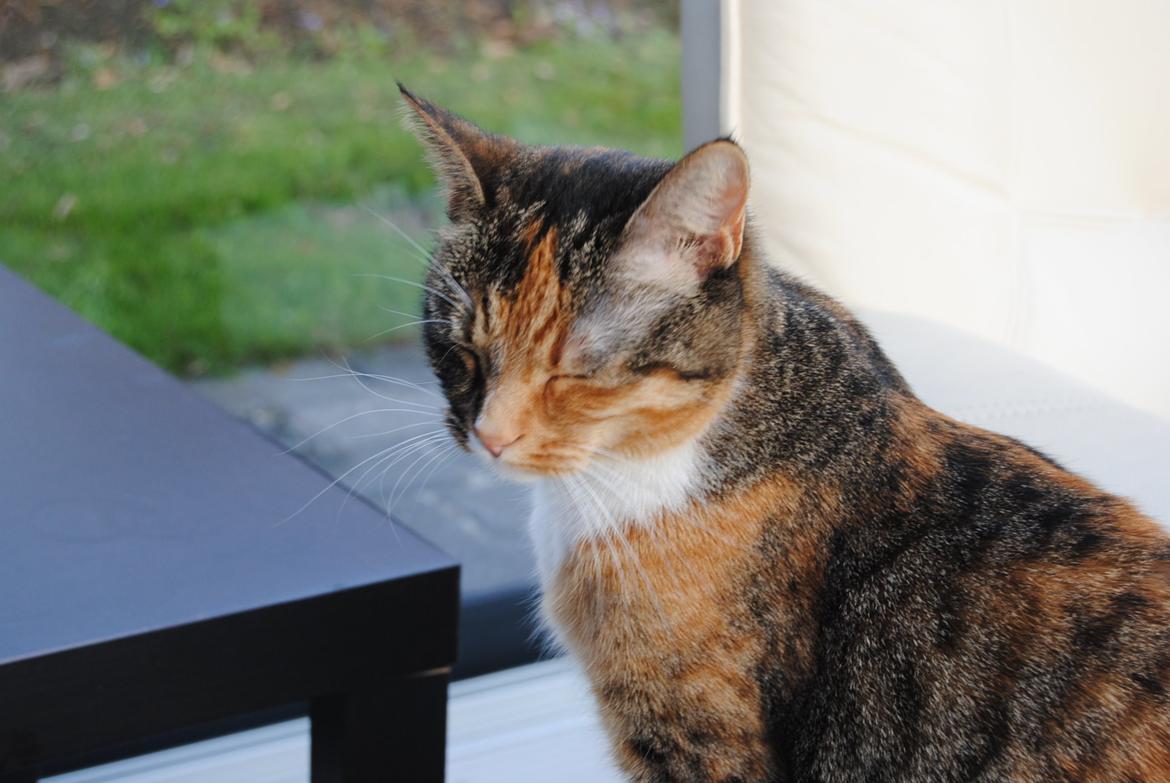 Huskat Tiger billede 6