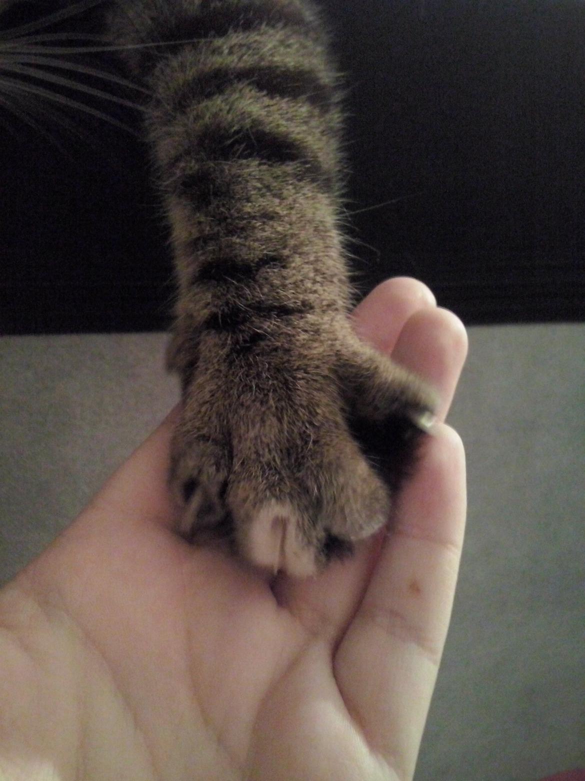 Huskat Triple turtle billede 50