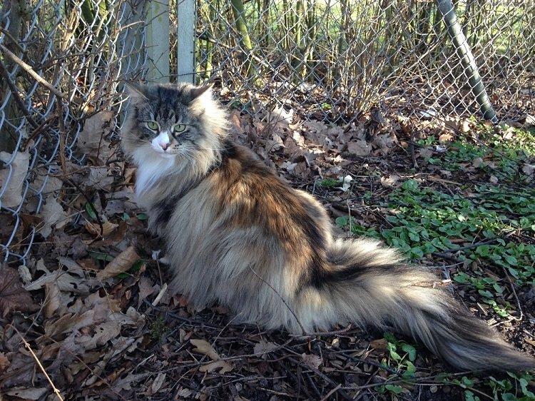 Norsk Skovkat DK Beukel´s Donna - Donna 5 år billede 1