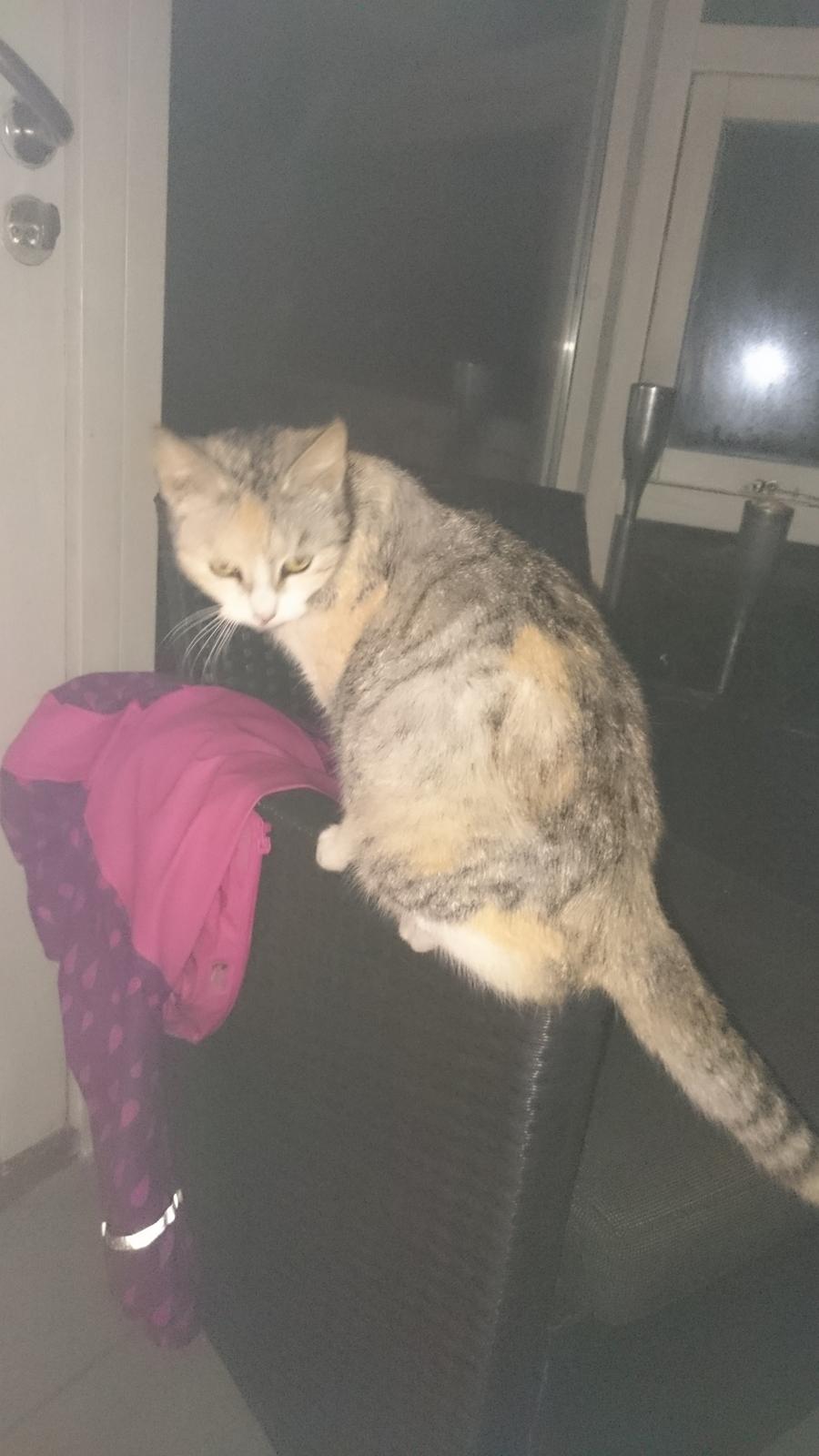 Huskat Gypsy billede 8