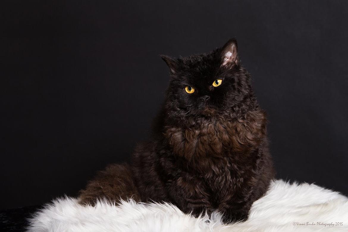 Selkirk Rex  SGCA/TGC IP Lykken Curly Tsarina of Tzari billede 1