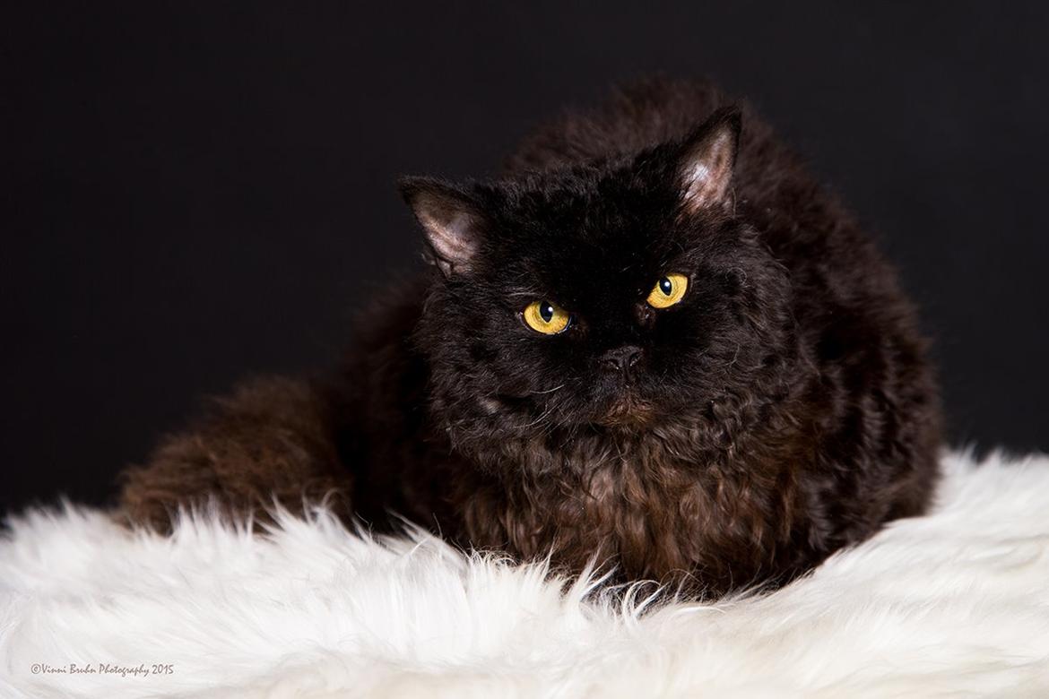 Selkirk Rex  SGCA/TGC IP Lykken Curly Tsarina of Tzari billede 8