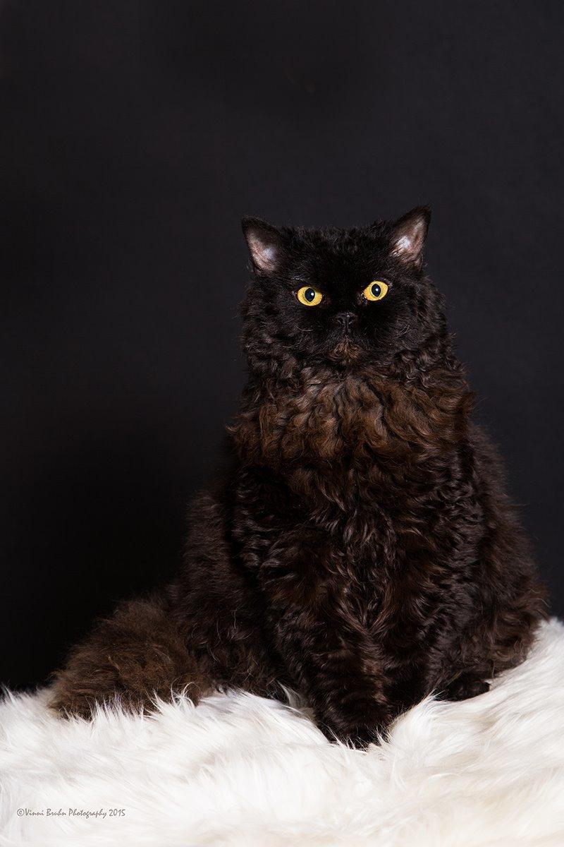 Selkirk Rex  SGCA/TGC IP Lykken Curly Tsarina of Tzari billede 5