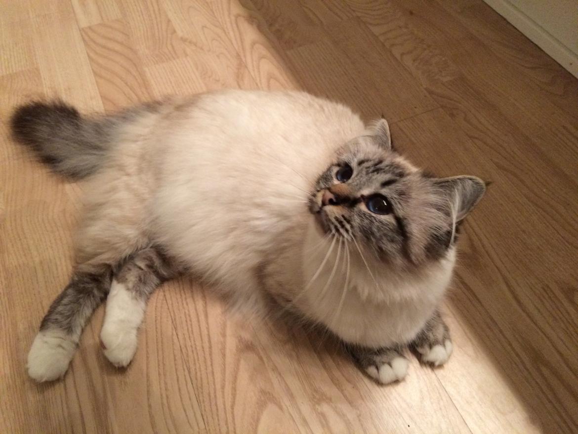 Hellig Birma Lilly (D´Lies Tommelise) billede 26