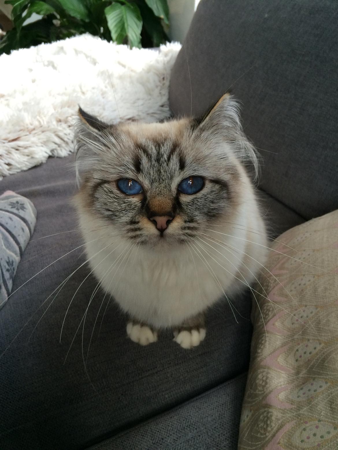 Hellig Birma Lilly (D´Lies Tommelise) billede 28