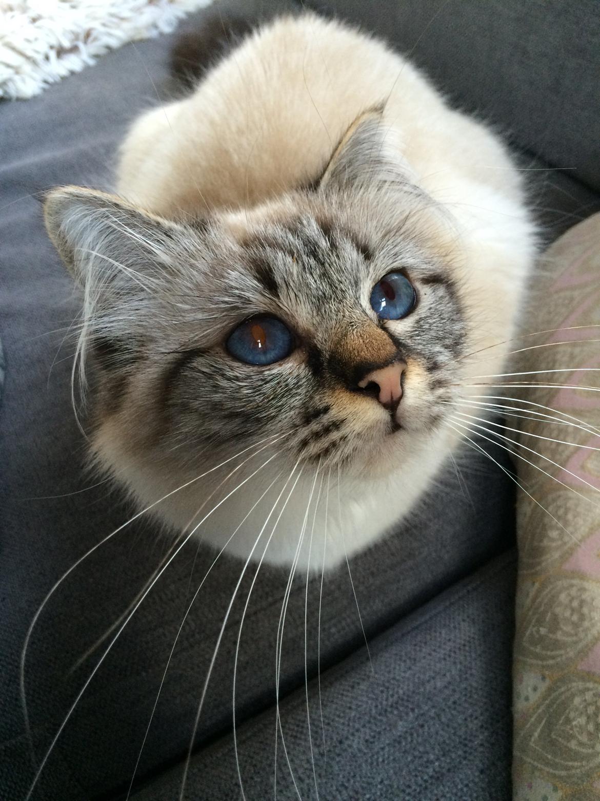 Hellig Birma Lilly (D´Lies Tommelise) billede 2