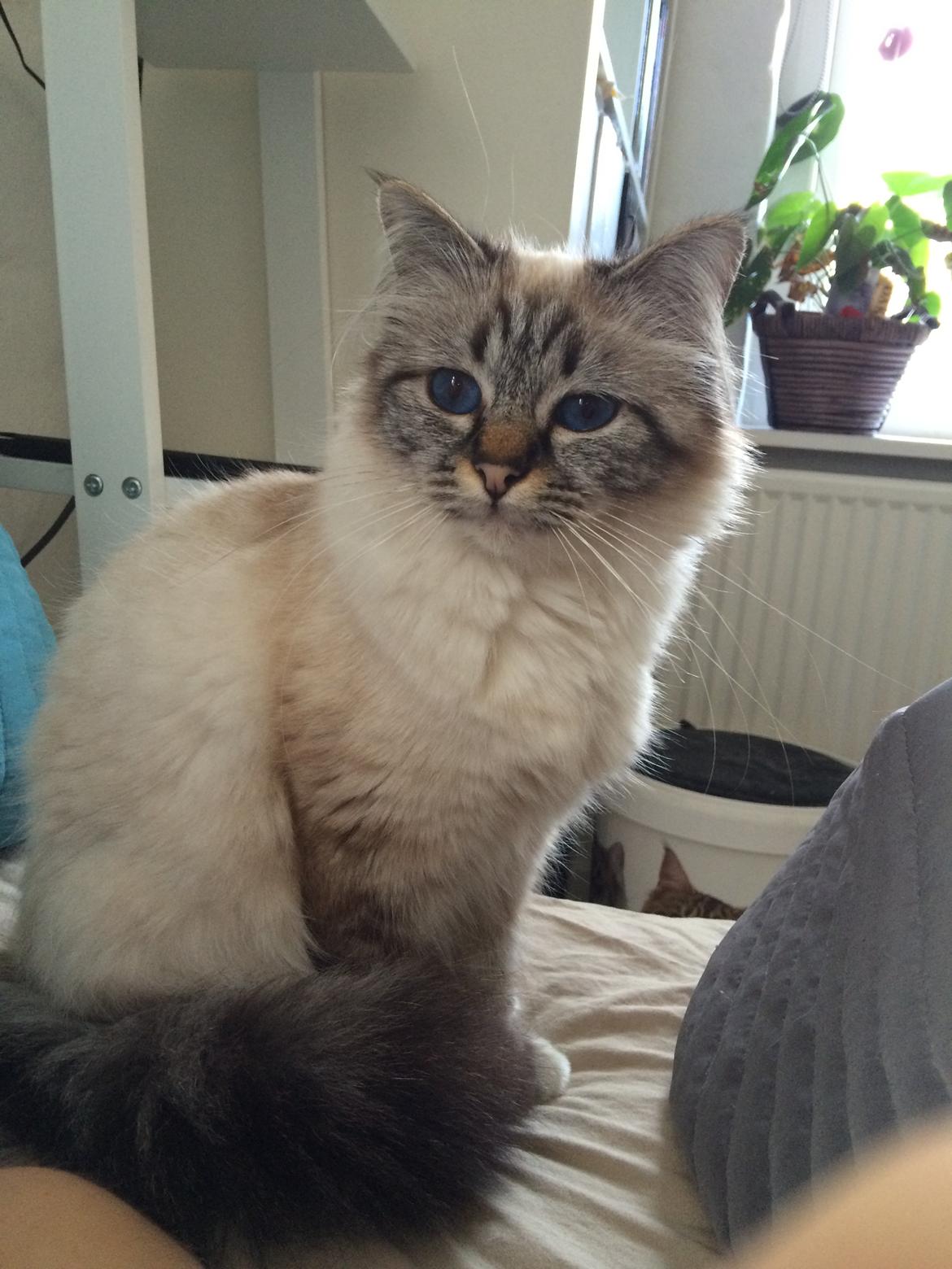 Hellig Birma Lilly (D´Lies Tommelise) billede 27