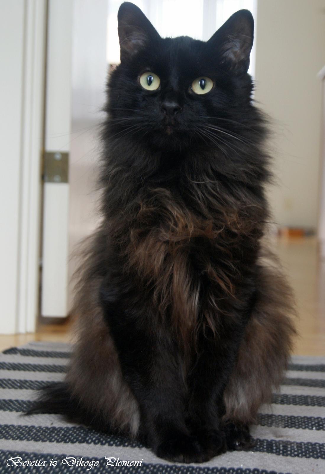 Kurilean Bobtail Beretta iz Dikogo Plemeni [Himmelkat] - Modelmissen Beretta maj 2015. billede 2