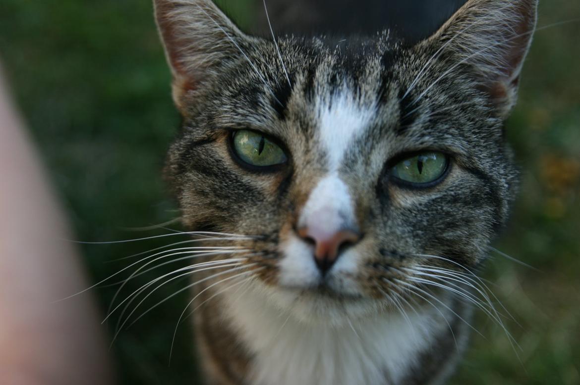 Huskat Oskar billede 1