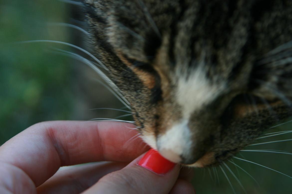 Huskat Oskar billede 2