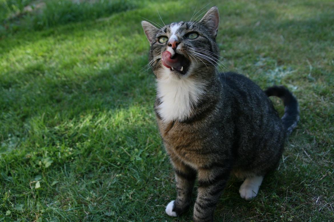 Huskat Oskar billede 3