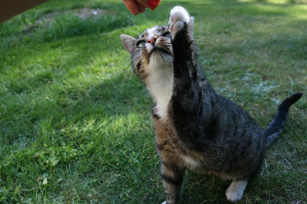 Huskat Oskar billede 4