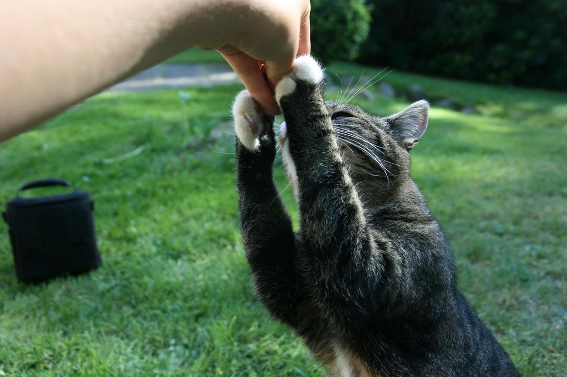 Huskat Oskar billede 5