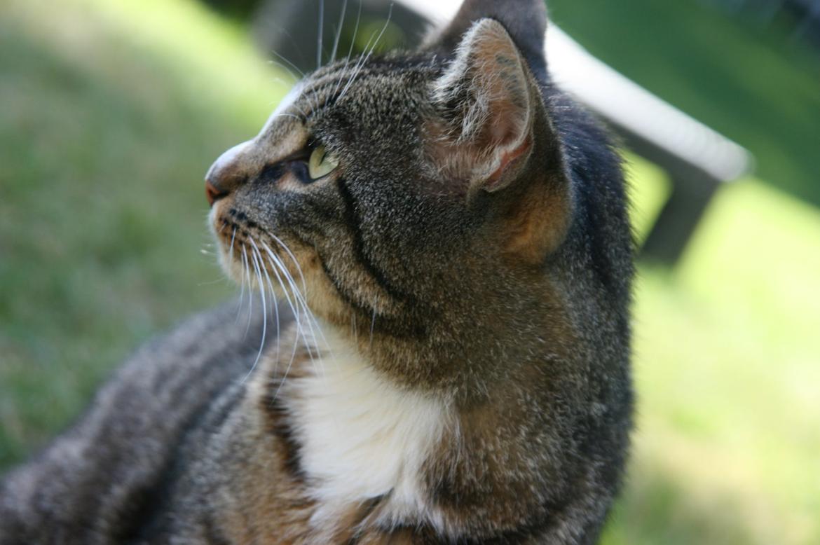 Huskat Oskar billede 7