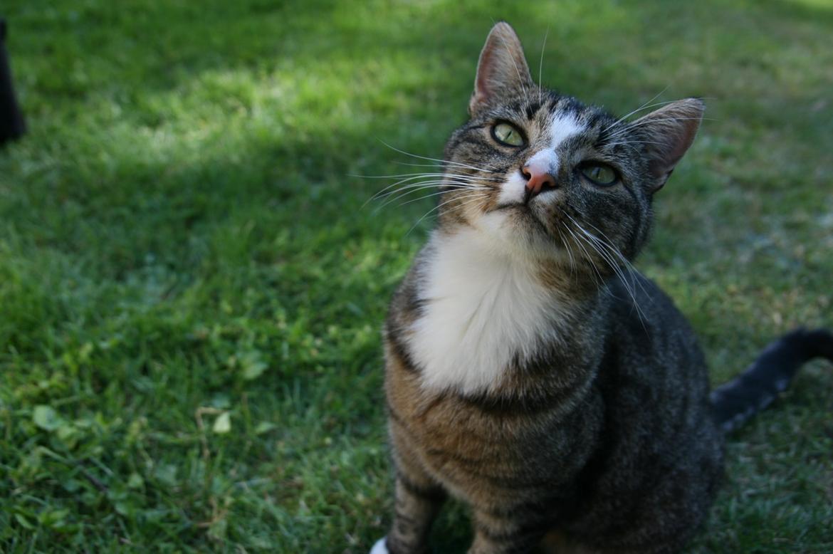 Huskat Oskar billede 6