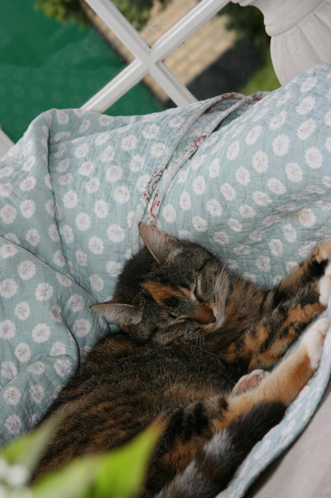 Huskat Mille billede 1