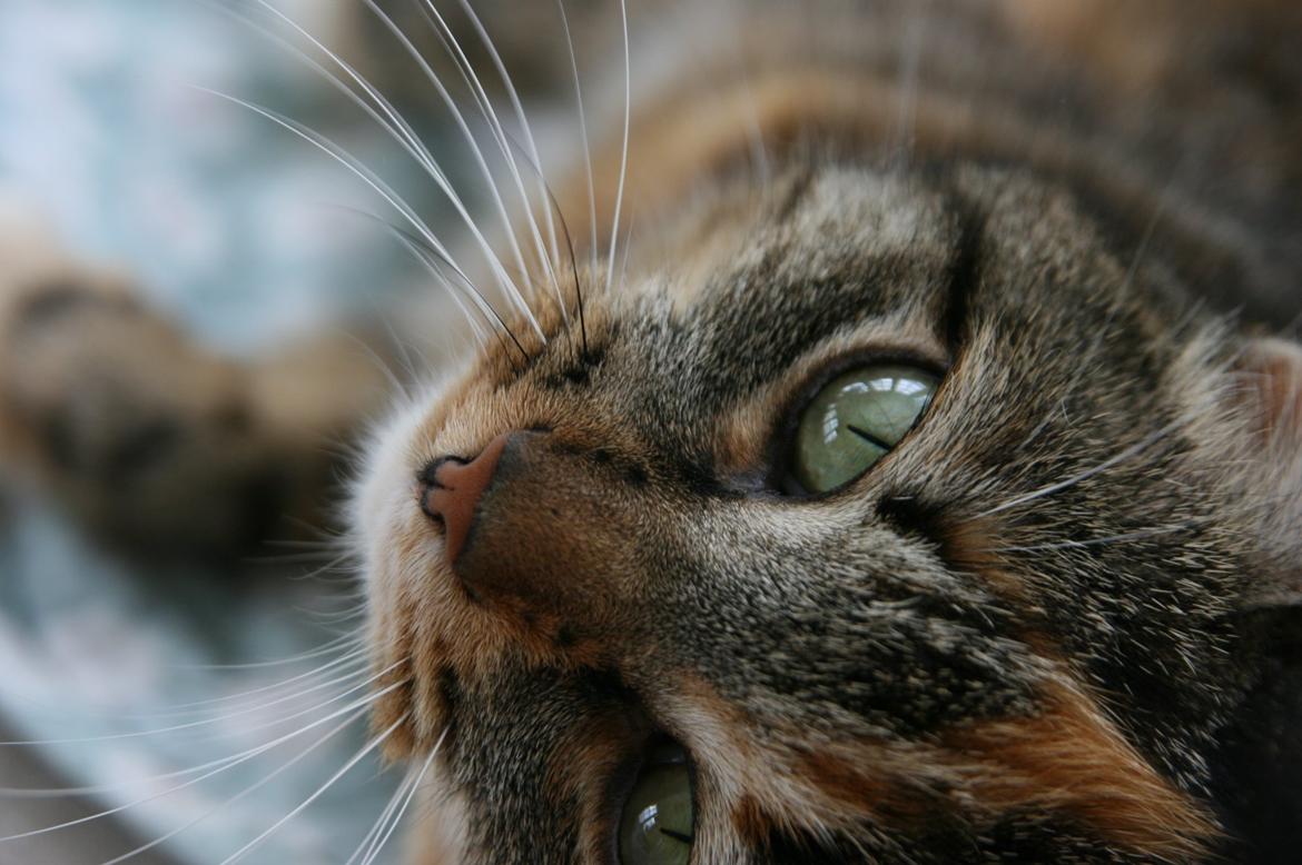 Huskat Mille billede 2