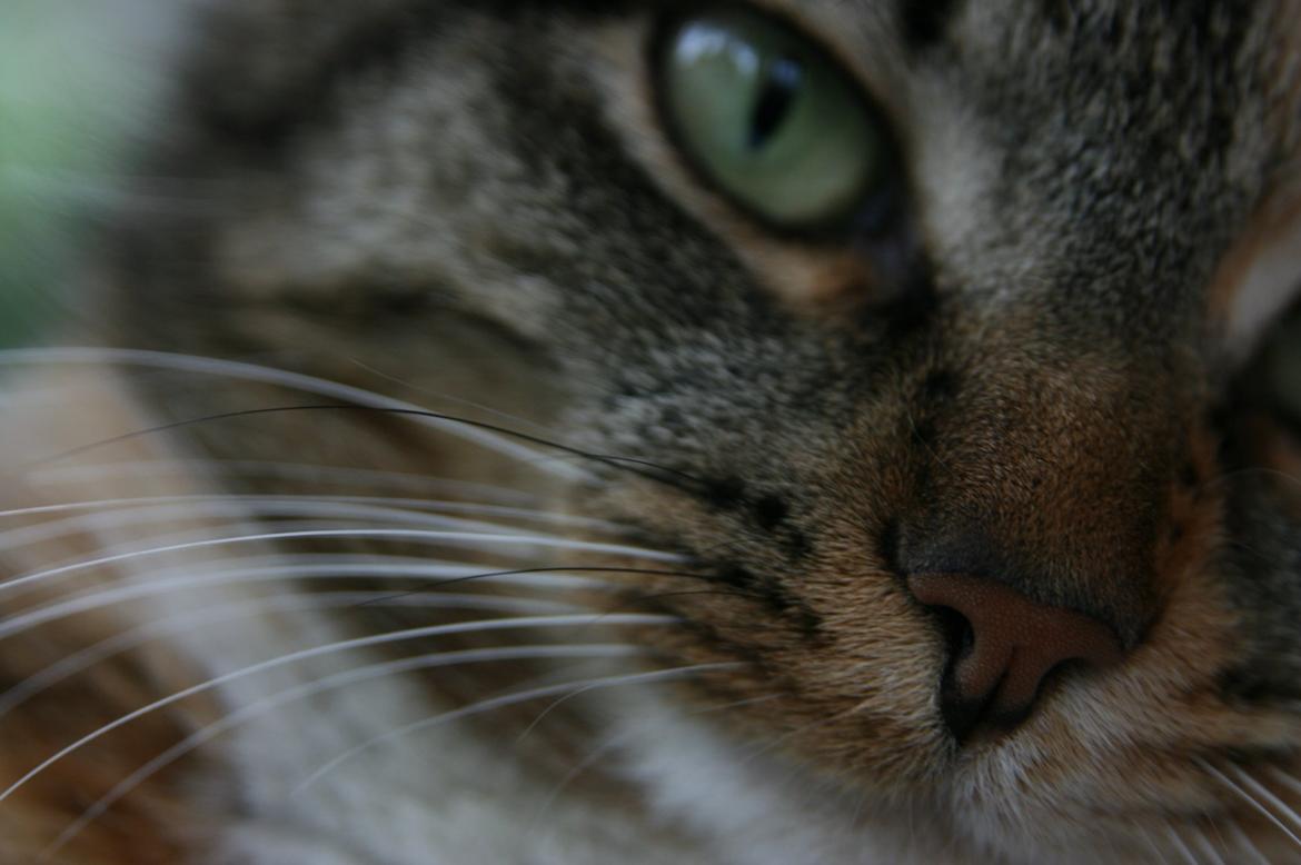 Huskat Mille billede 3