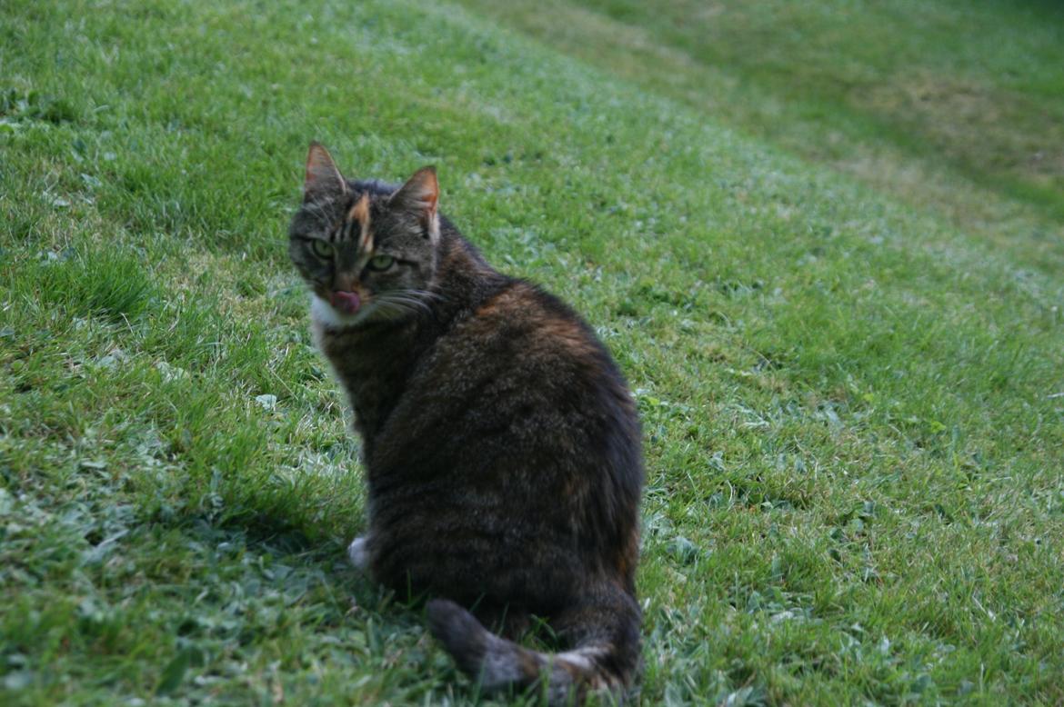 Huskat Mille billede 5