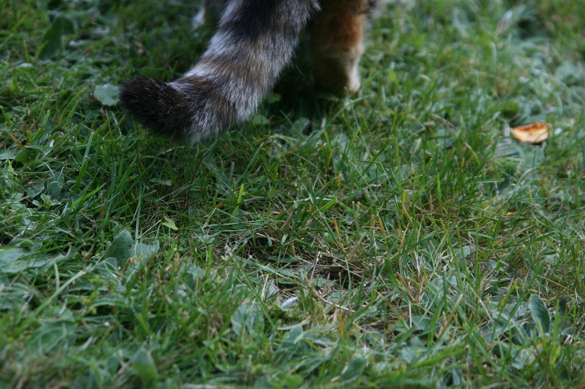 Huskat Mille billede 4