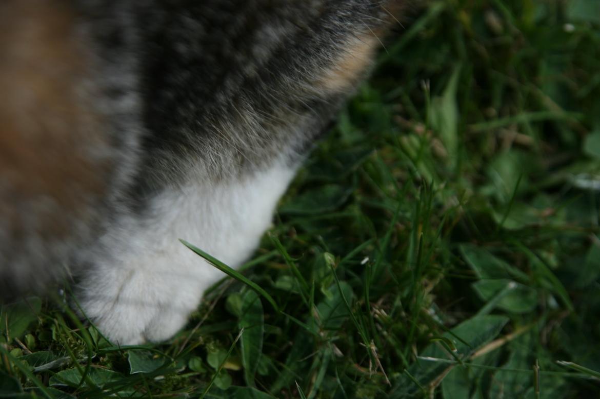 Huskat Mille billede 6