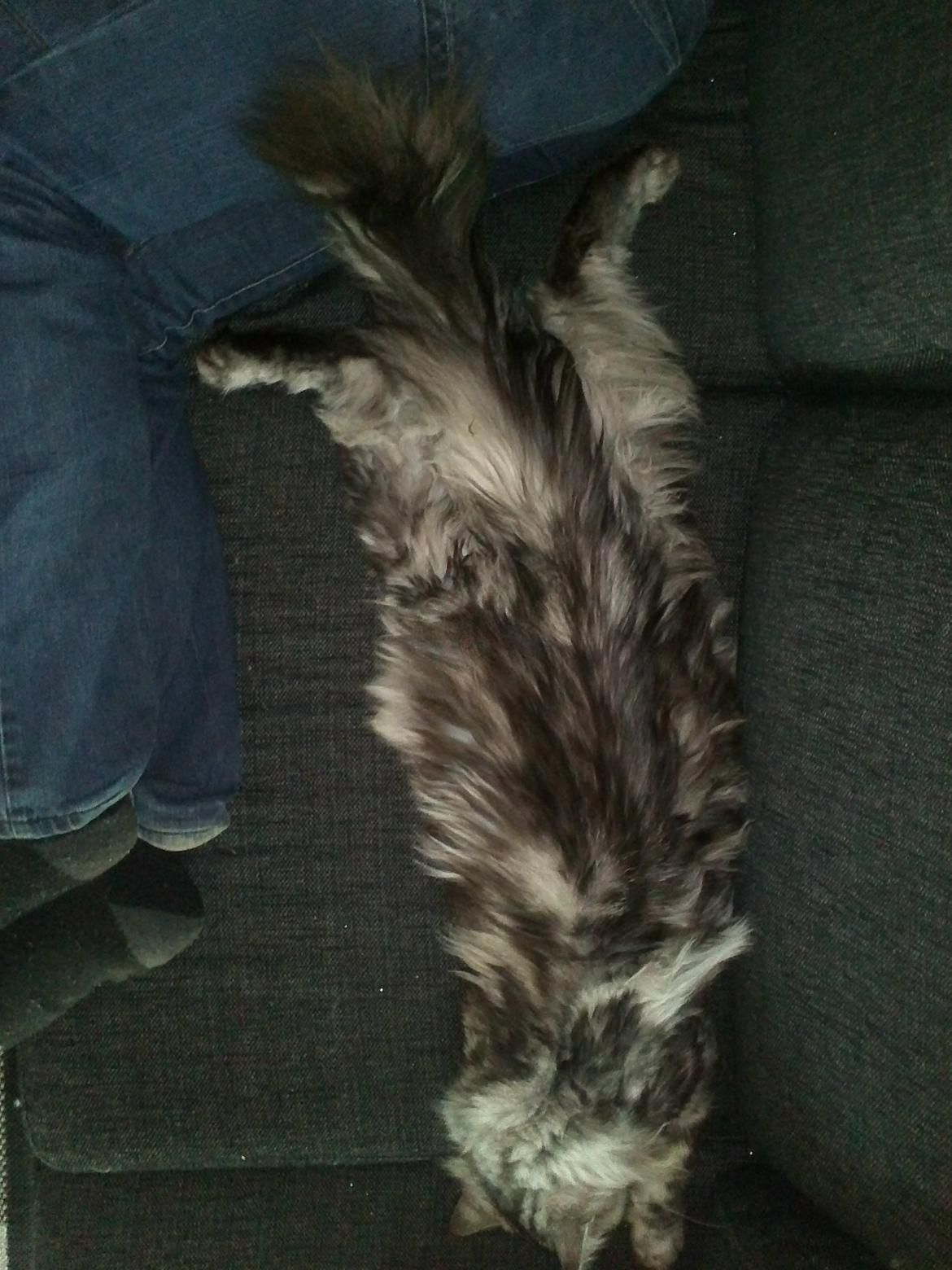 Maine Coon Vabis Himmelkat <3  - Total afslapning. billede 15