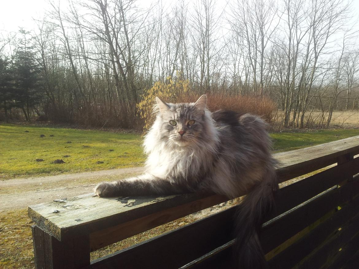 Maine Coon Vabis Himmelkat <3  - Kongen af haven . billede 16