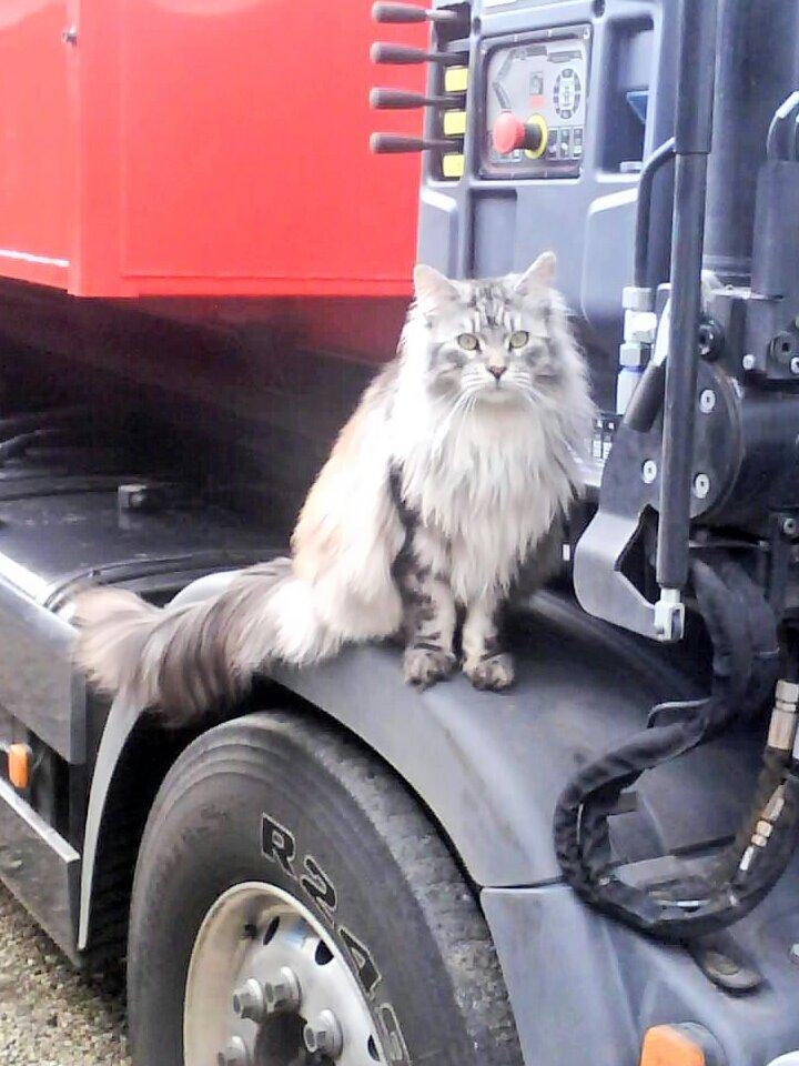 Maine Coon Vabis Himmelkat <3  - Passer på far´s bil billede 17