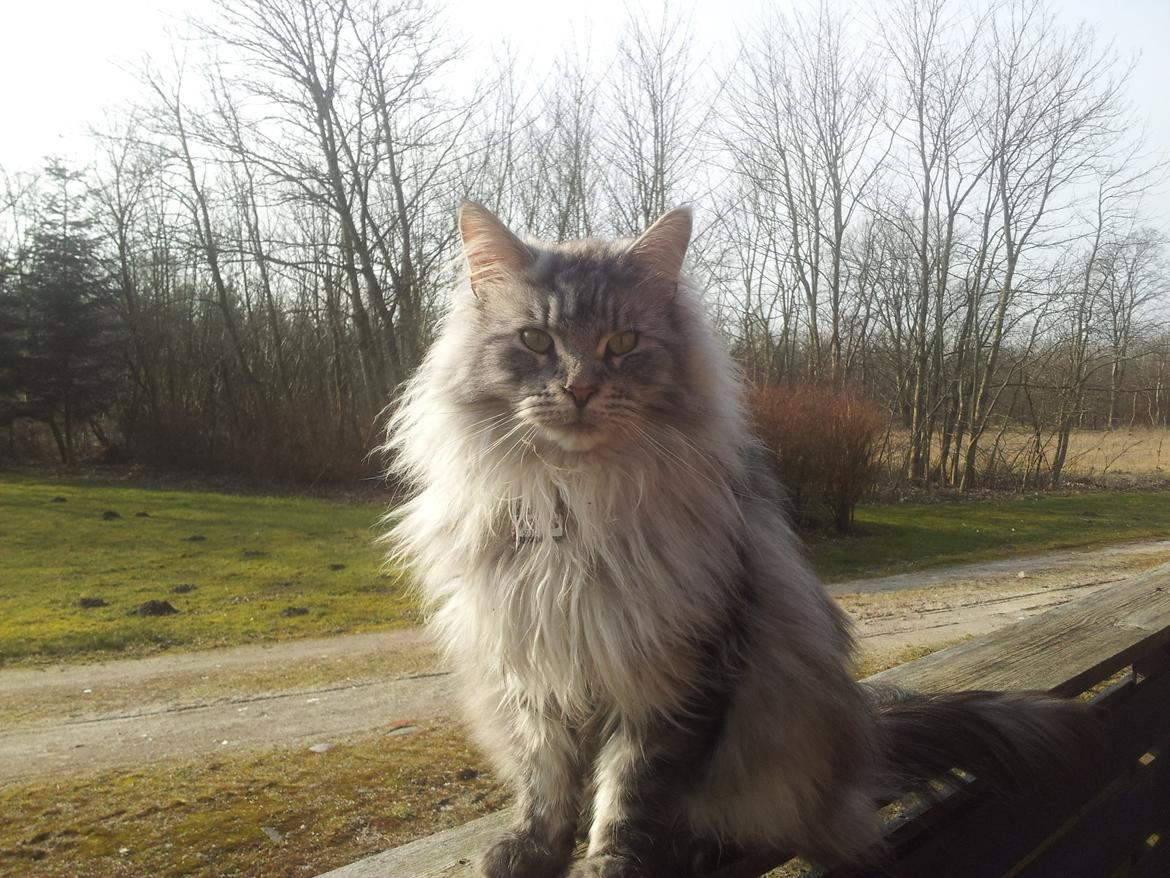 Maine Coon Vabis Himmelkat <3  billede 18