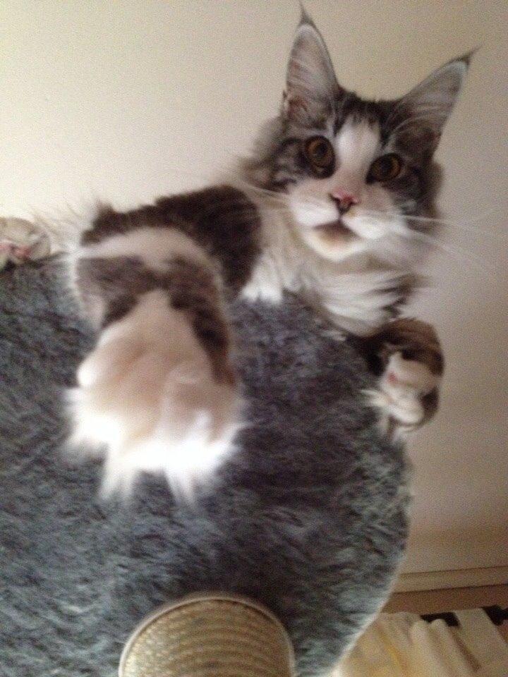 Maine Coon DK Bjørnholts Enzo †  billede 22