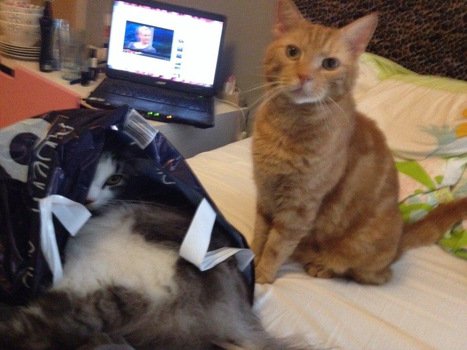 Huskat Bet Ski (min søsters kat) billede 16