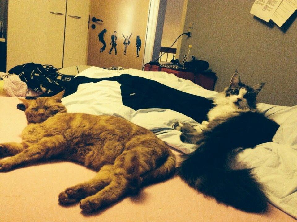 Huskat Bet Ski (min søsters kat) billede 20