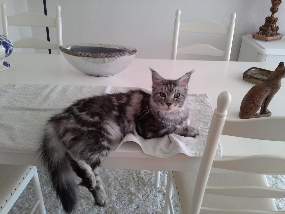 Maine Coon Chess  julie  billede 1
