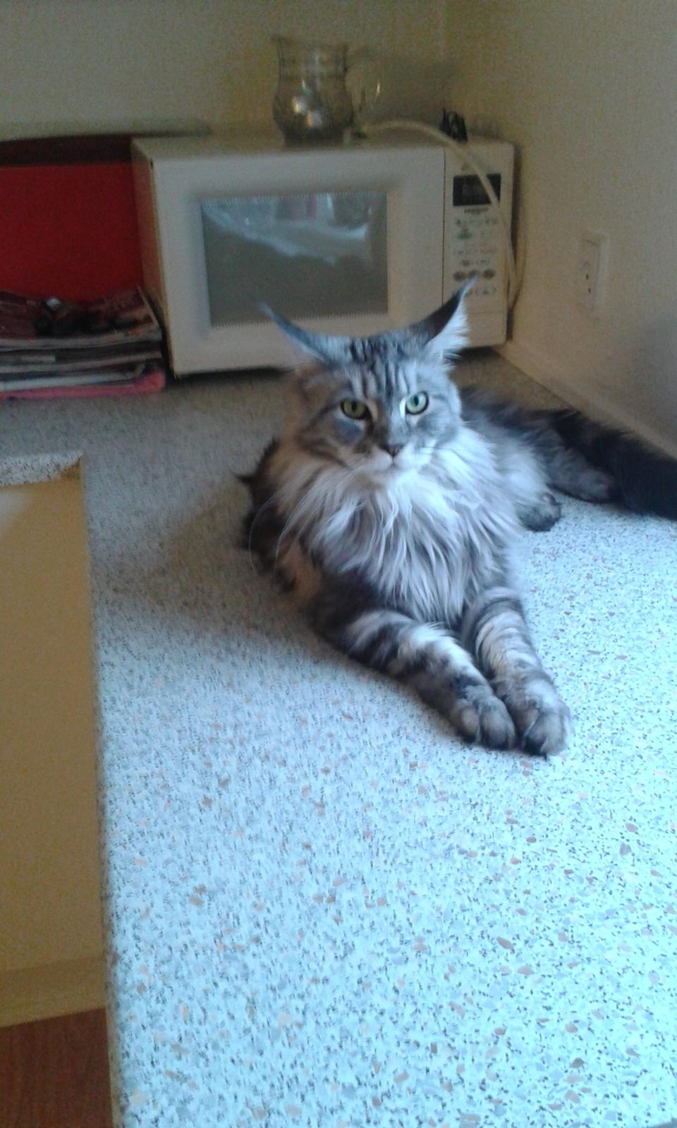 Maine Coon Chess  julie  billede 3