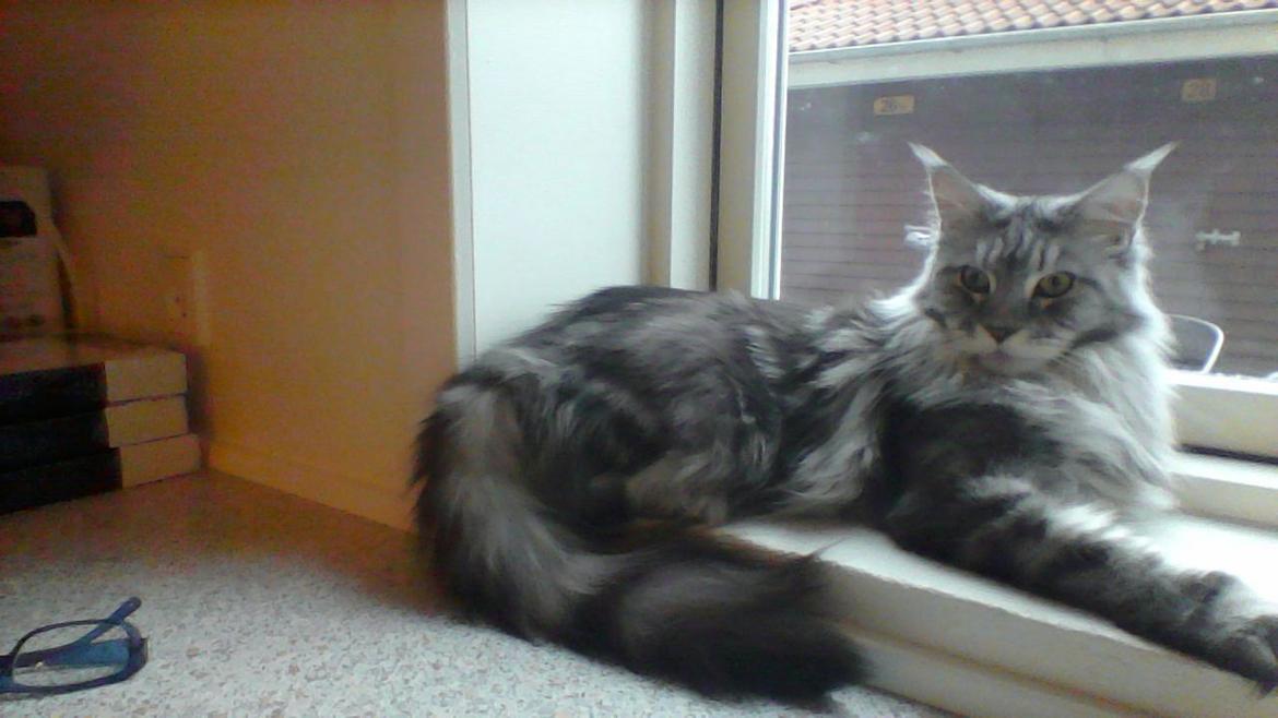 Maine Coon Chess  julie  billede 4